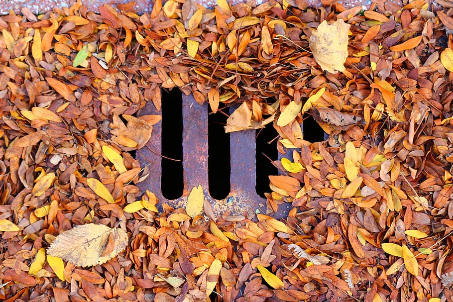 leaf, leaves, fall, sewer, drain, grid, nature, death, october, orange