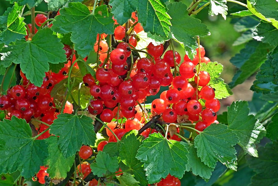 red currant, fruit, garden, mature, closeup, summer, leaflet, red, plant part, leaf