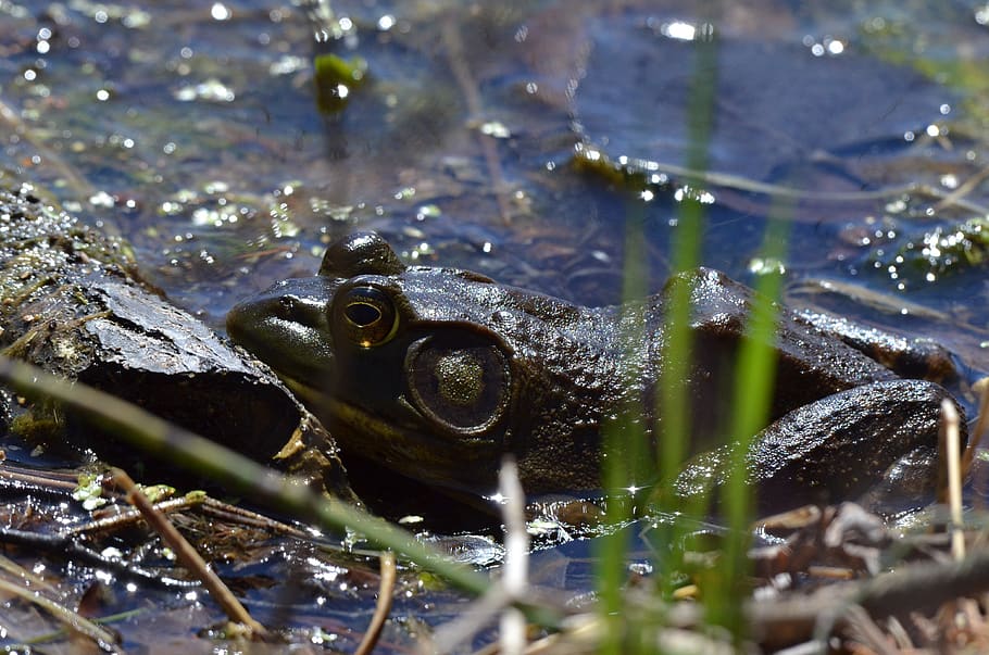 bullfrog, frog, pond, green, amphibian, nature, wildlife, environment, toad, lake