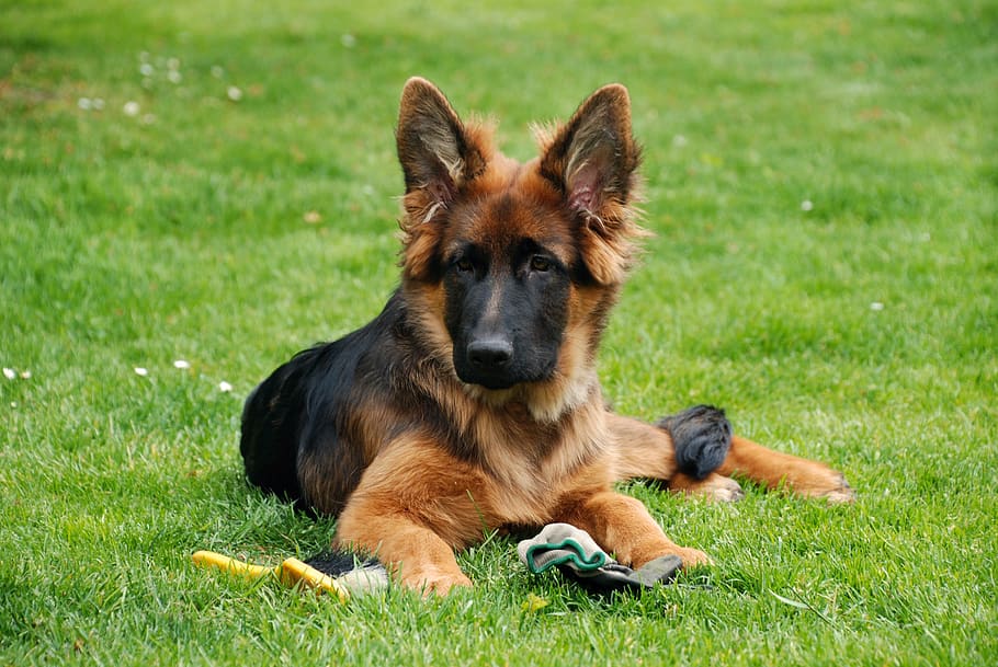 dog, schäfer dog, puppy, pet, head, courage, dog breeds, friend, play, animals