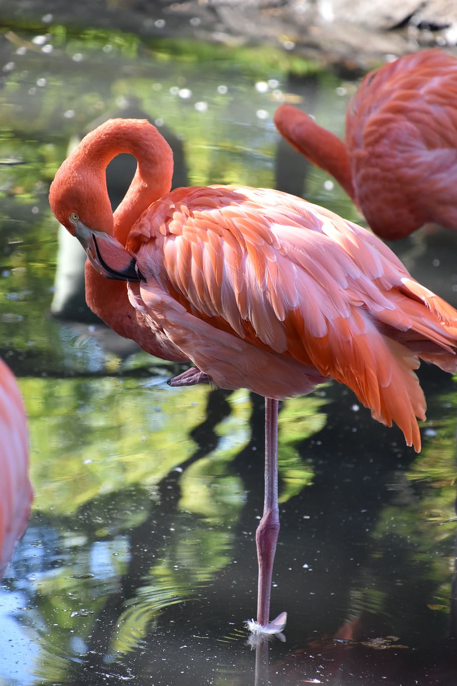 burung, flamingo merah muda, alam, kebun binatang, pena, bulu, paruh, warna-warni, liar, hewan