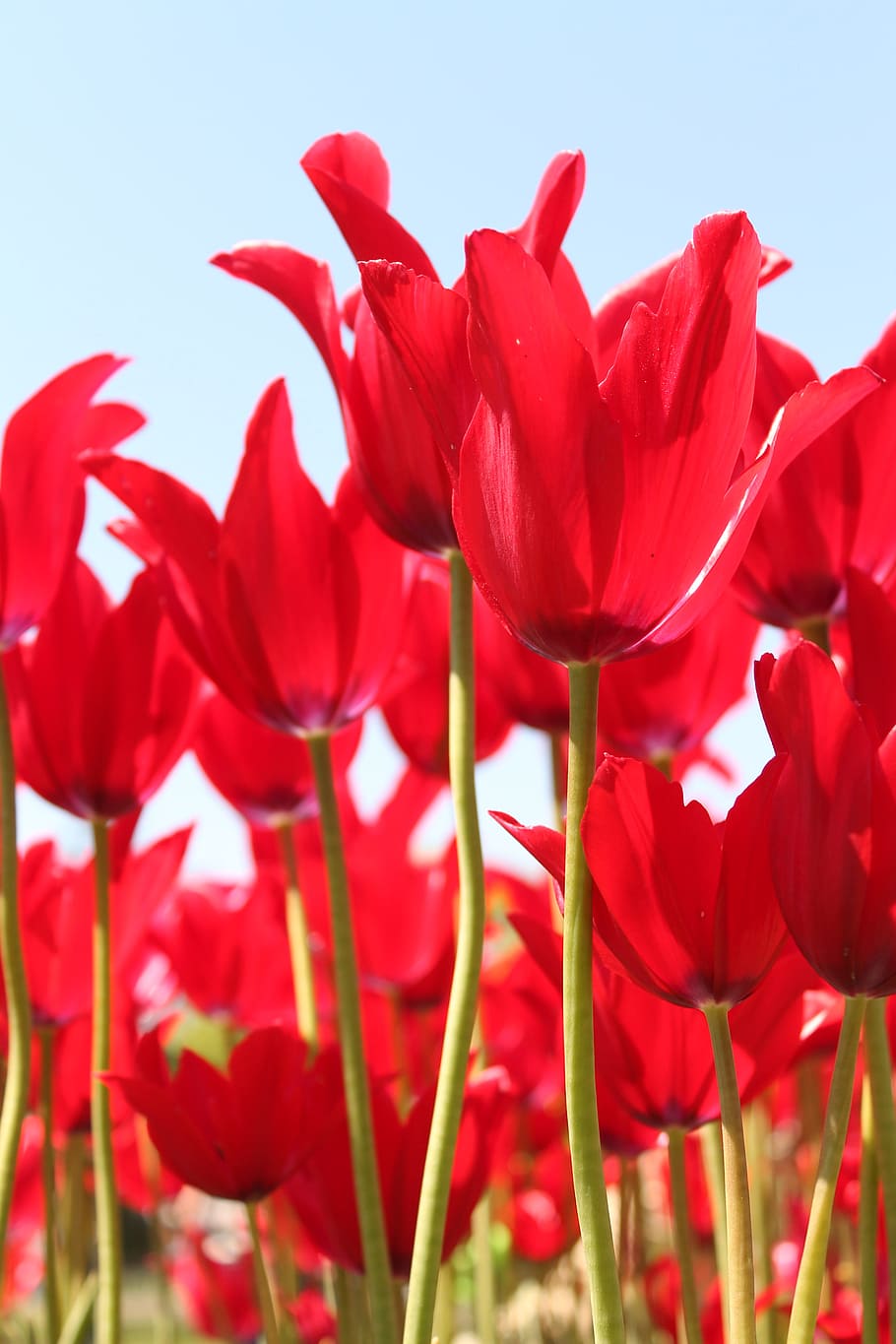 merah, festival bunga tulip, tulip, festival, bunga, pertanian, mekar, tanaman berbunga, keindahan di alam, kerentanan