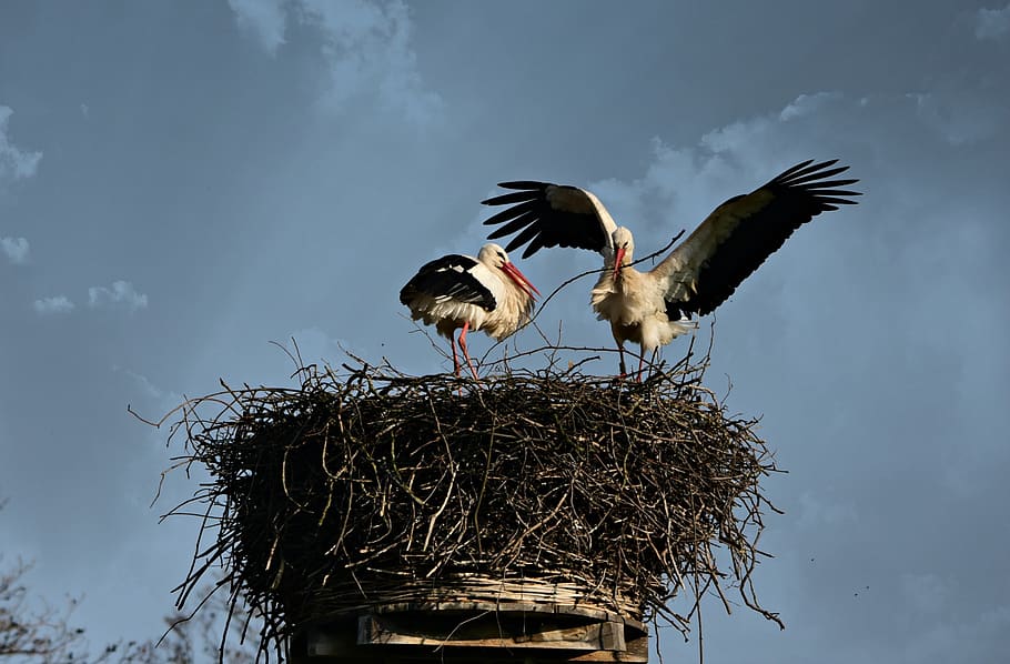 stork, bird, animal, wildlife, wing, plumage, feather, nest, baby, pregnancy