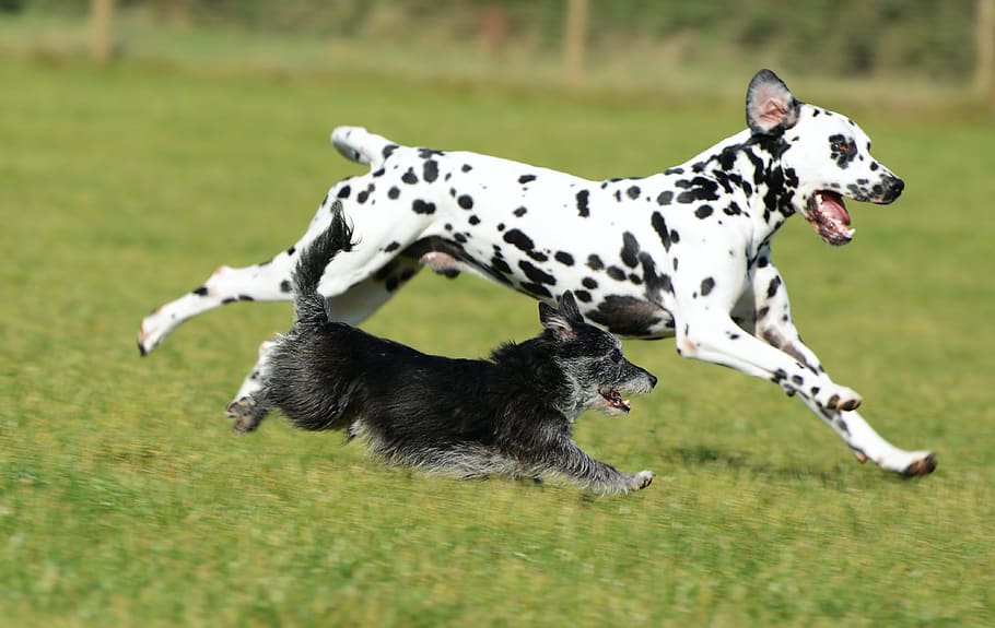 dalmatian, terrier, dogs, animal, pet, mammal, playful, running, happy team, nature