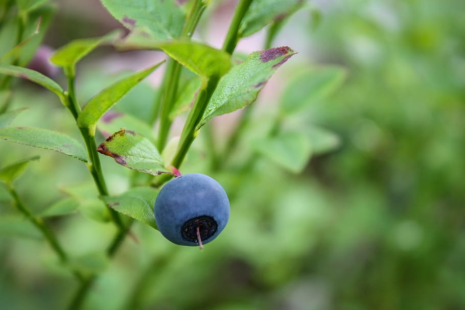 blueberry tunggal, beri, biru, blueberry, hutan, hijau, alam, luar, makanan dan minuman, makanan sehat