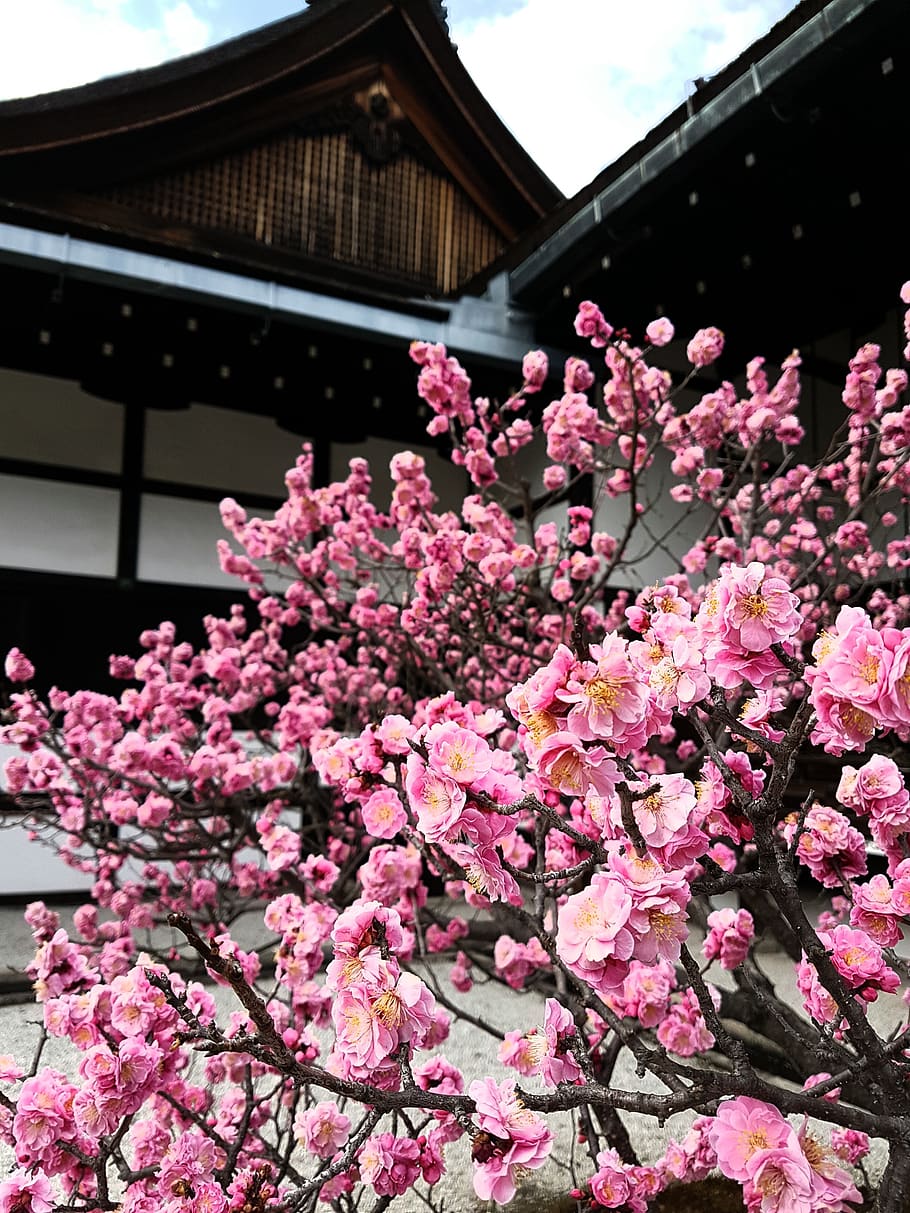 cherry blossom, Kyoto, Jepang, kuil, alam, kuncup, pohon ceri, musim semi, bunga, warna-warni
