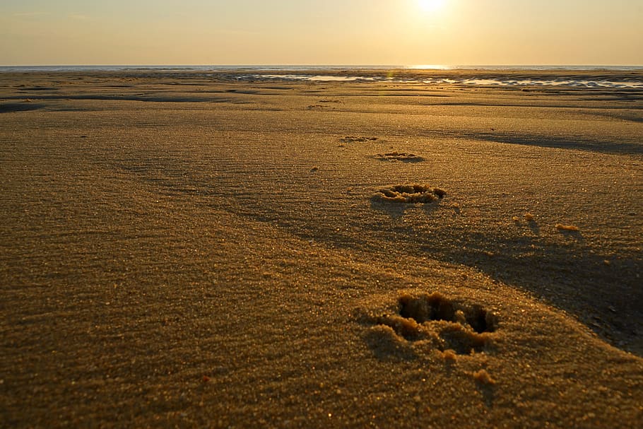 sand, coast, beach, desert, sunset, dunes, landscape, traces, dog paws, bay