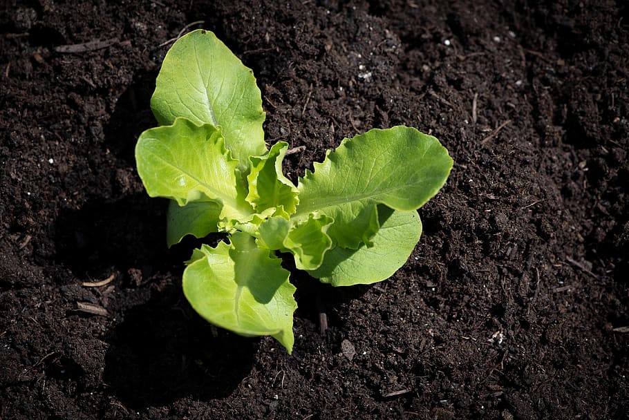 bibit selada, salad, bibit, hijau, taman, kebun sayur, dapat dimakan, kecil, makanan, tanaman sayur