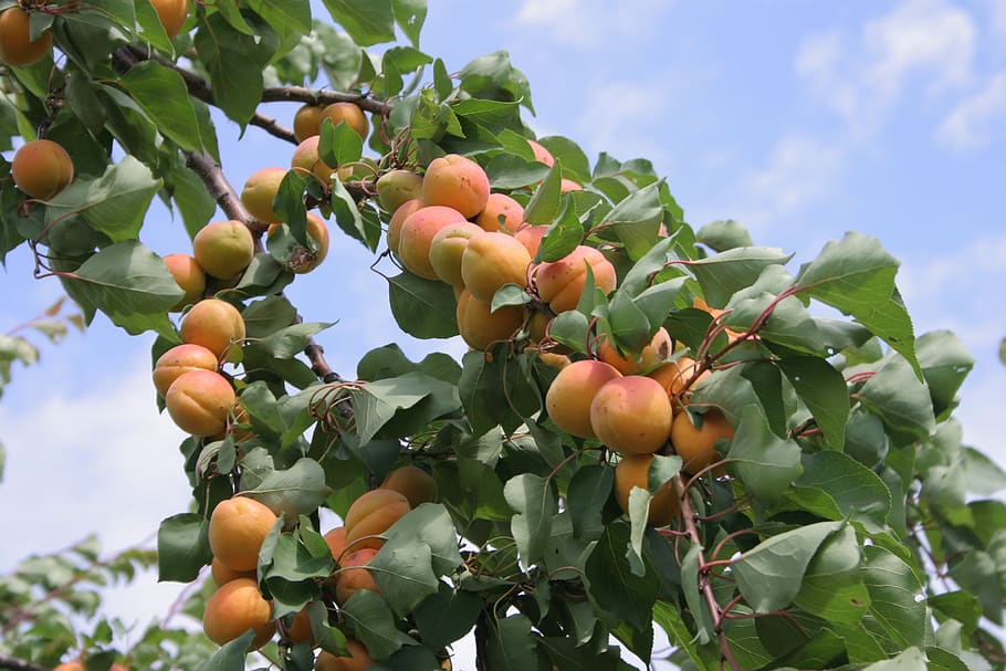 aprikot, buah, pohon, daun, langit, pertumbuhan, menanam, makan sehat, bagian tanaman, tampilan sudut rendah