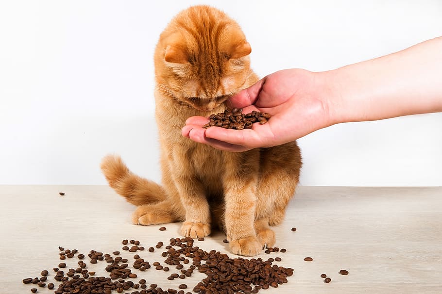 cat, animals, portrait, redhead, hand, coffee, aroma, arabica, sniff, furry