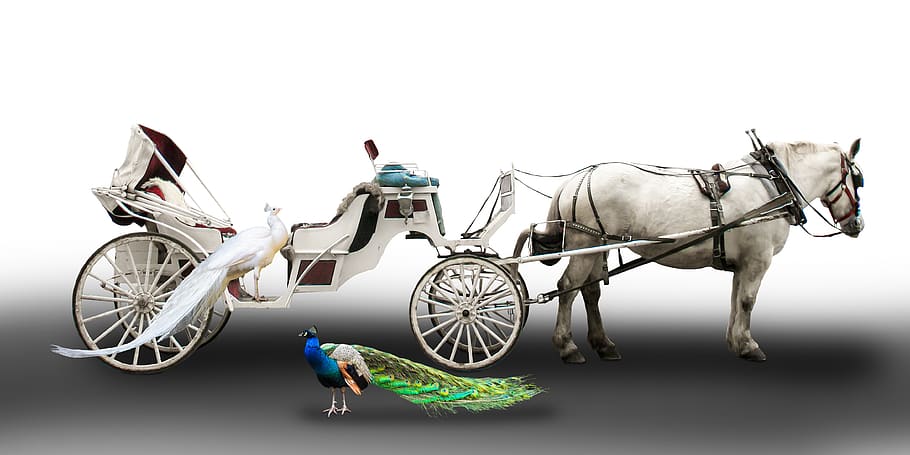 transport, traffic, coach, horses, white carriage, peacock, white peacock, bird, flying, wedding carriage