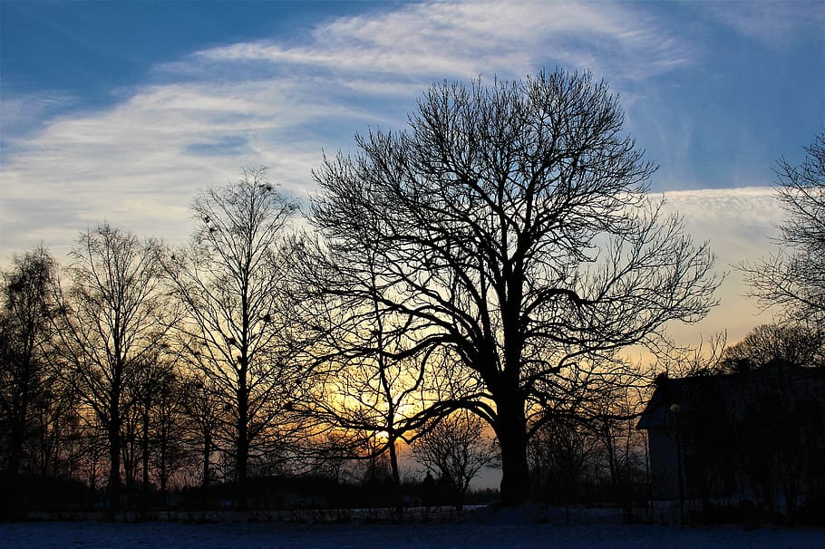 nature, tree, panoramic, dawn, sunset, himmel, cloud, landscapes, outdoor, beautifully