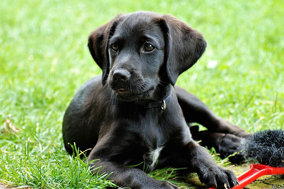 labrador, anak anjing, hitam, keprihatinan, kesayangan, taman, perhatian, mangsa, lucu, bagus