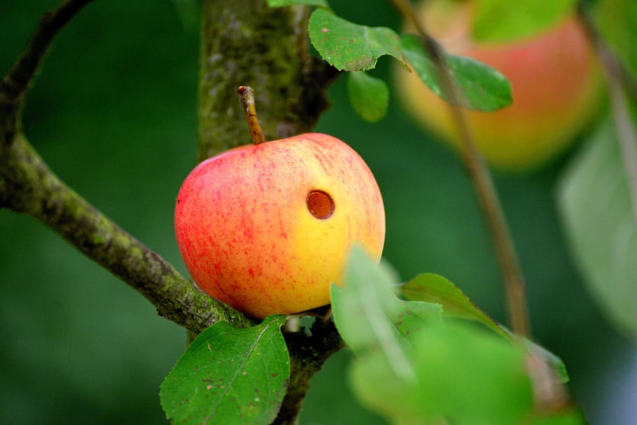 apple, worm hole, worm eaten, apple tree, fruit, garden, of course, branch, maggoty, kernobstgewaechs