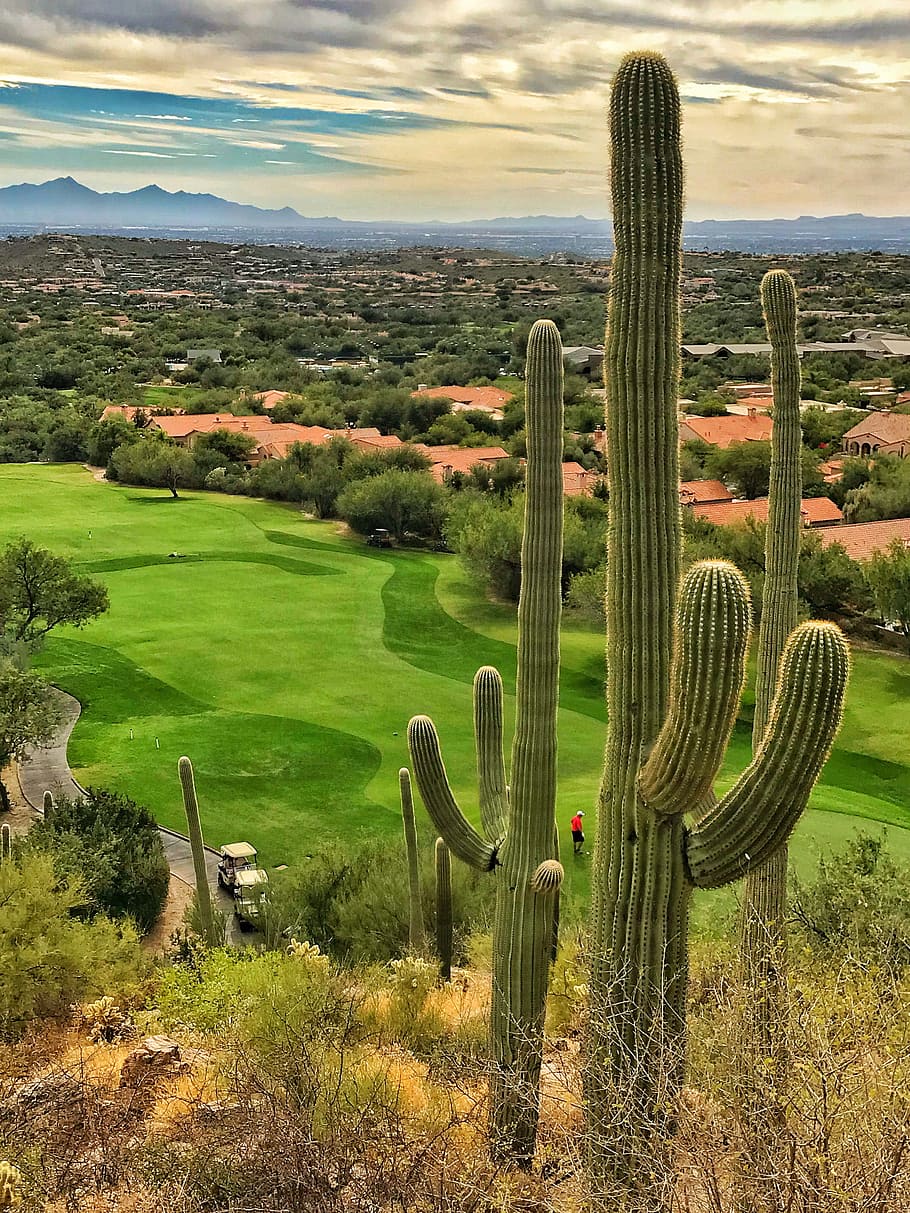 cacto saguaro, deserto de sonora, verdes do campo de golfe, desenvolvimento habitacional, tucson, arizona., verde, arizona, turismo, paisagem