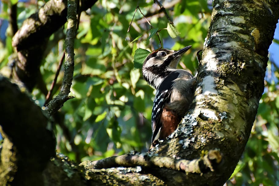 great spotted woodpecker, woodpecker, forest bird, bird, nature, animal, tree, hide, forest, animal wildlife