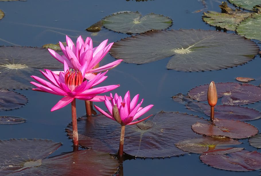 lily, flower, red water lily, pond, nature, aquatic, lal kamal, nymphaea rubra, nymphaeaceae, nymphaea rosea