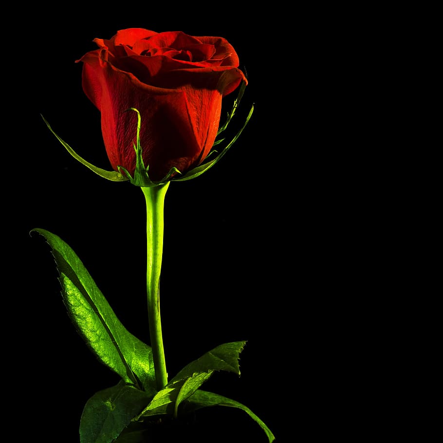 black, rose, red, background, closeup, isolated, nobody, petal, day, flower