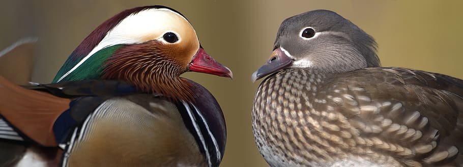 patos mandarim, patos, par, ave aquática, cor, plumagem, casal, pássaro, temas animais, animal