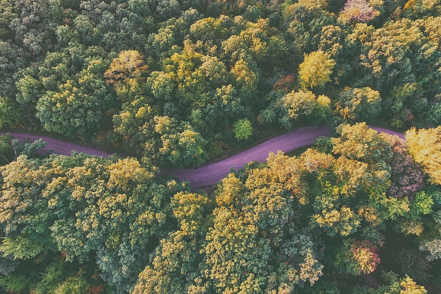 aerial, view, trees, plants, forest, autumn, fall, road, street, plant
