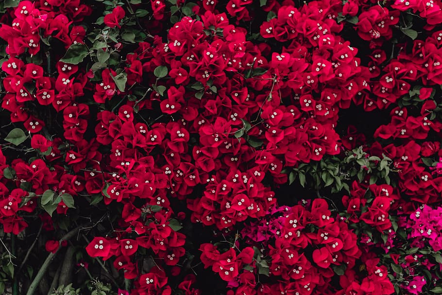 merah, bunga-bunga, pohon bugenvil, portugal, flora, abstrak, latar belakang, mekar, berbunga, bunga