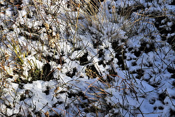 first-snow-mountain-grass-overlap-royalty-free-thumbnail.jpg