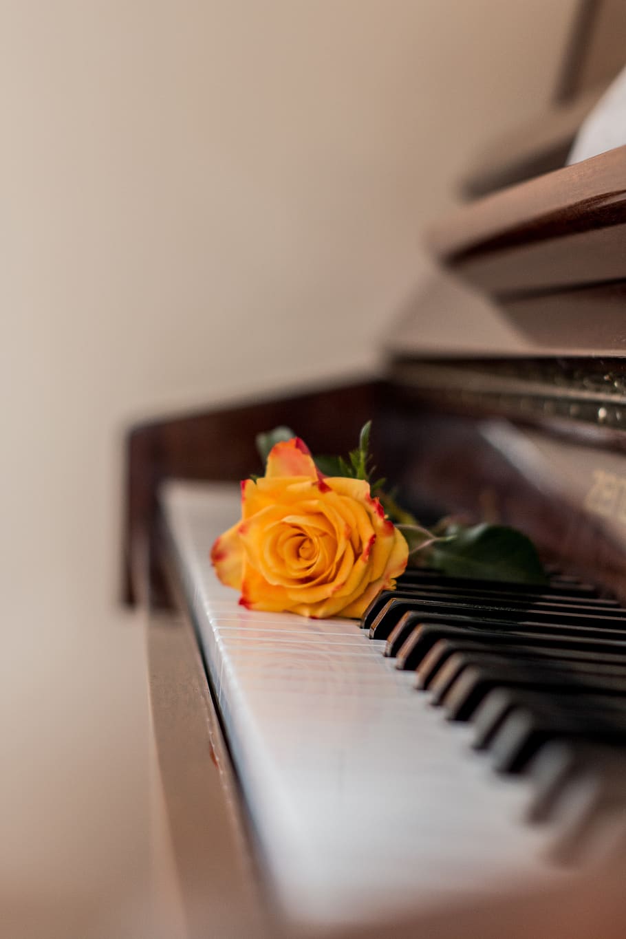 piano, música, rosa, teclas de piano, instrumento musical, papel de parede do telefone, flor, planta de florescência, rosa - flor, foco seletivo