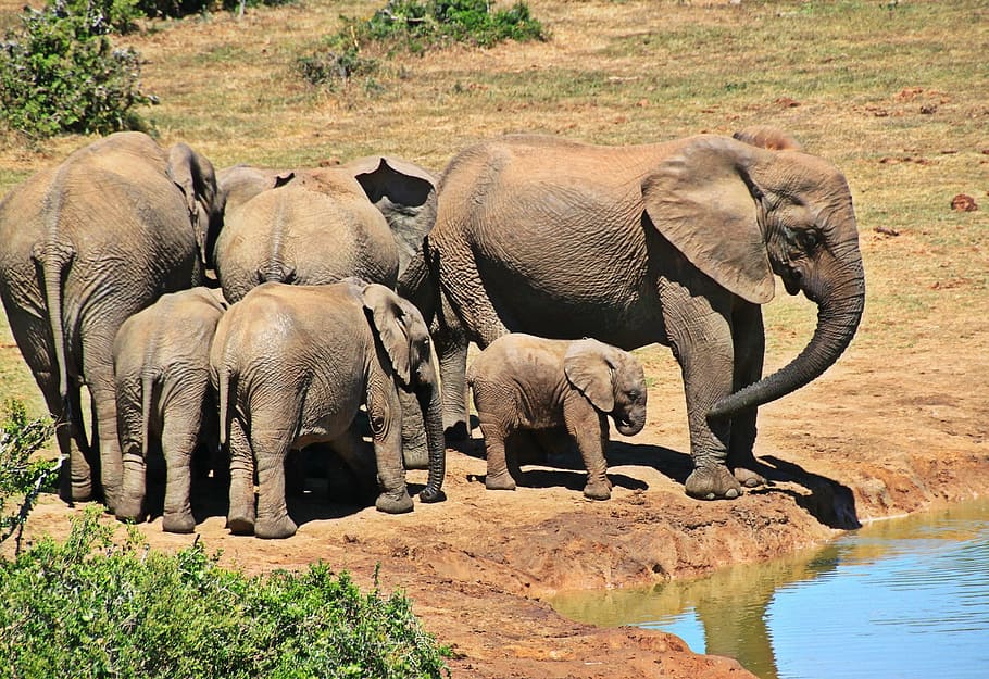 elephant, group, animal, wild, giant, nature, africa, animal themes, animals in the wild, group of animals