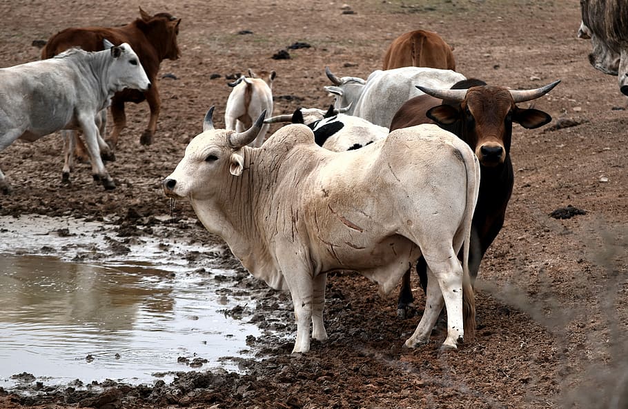 nguni cattle, cows, drinking, africa, livestock, mammal, animal, animal themes, domestic animals, domestic