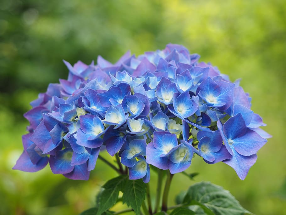 hydrangea, flowers, blue, hydrangea macrophylla, greenhouse hydrangea, hydrangeaceae, flowering plant, flower, beauty in nature, vulnerability