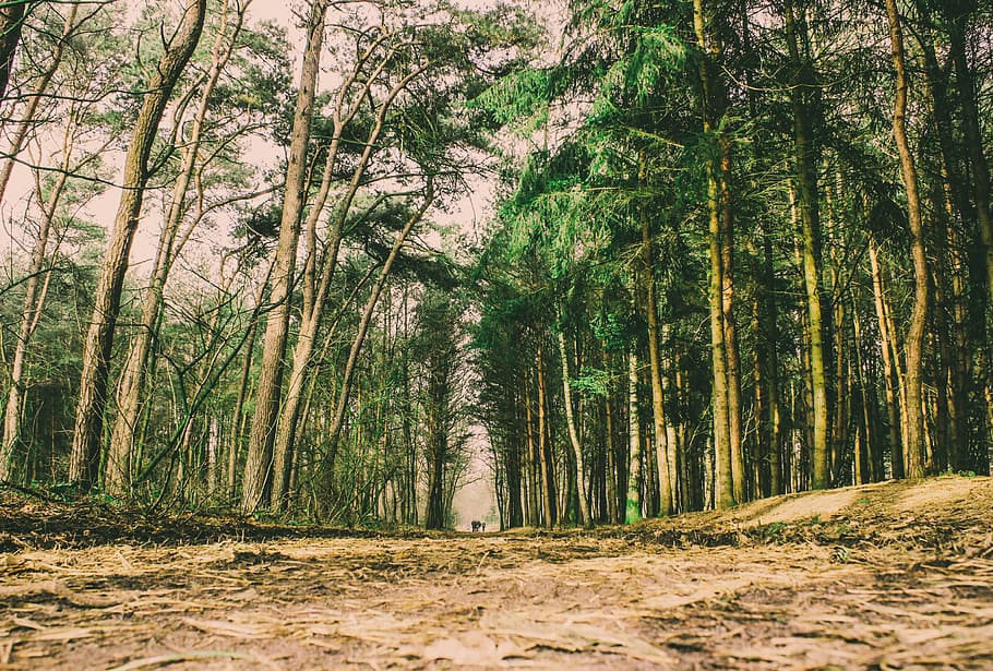 landscape, woods, forrest, trees, green, nature, adventure, trail, ground, hiking