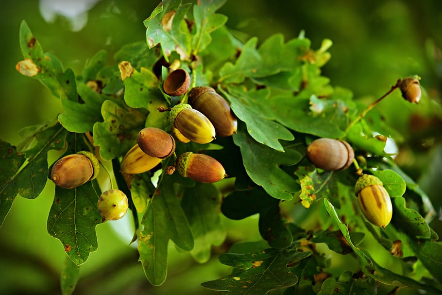 acorn, nut, oak tree, tannin, food, nutrition, green, twig, branch, fruit