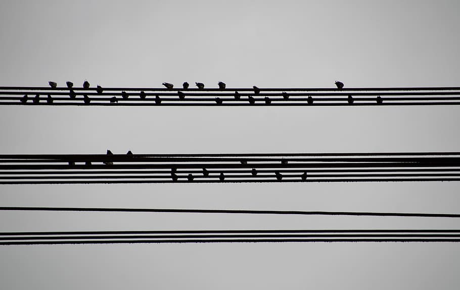 birds, wires, sitting, on the wire, houfující, music, basics, syllabus, migrating, sky