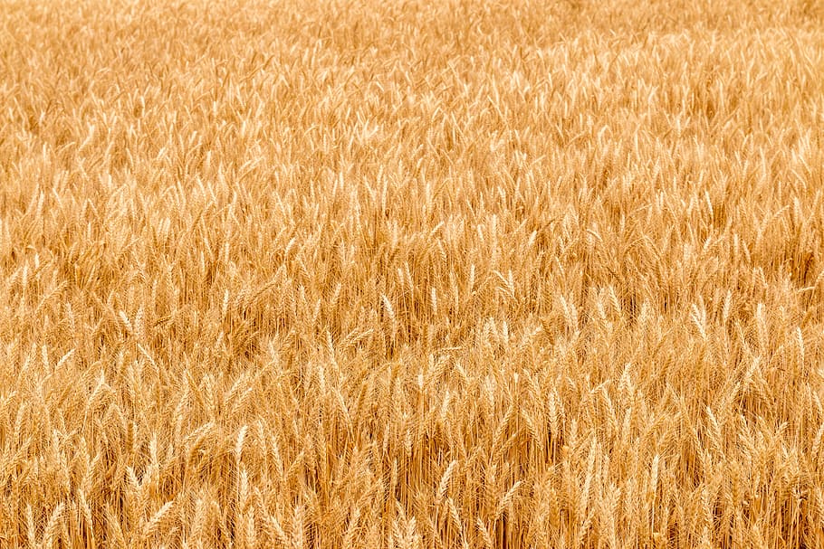 dorado, campo de trigo, caliente, soleado, día, agricultura, fondos, cultivo, planta, planta de cereal