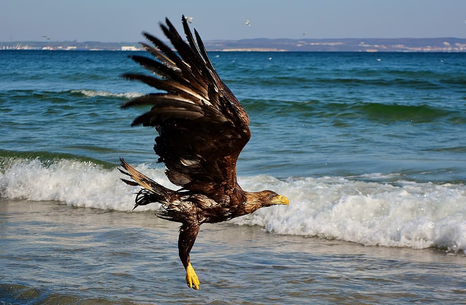 white tailed eagle, baltic sea, bird of prey, nature, water, sea, animal, animal themes, vertebrate, flying