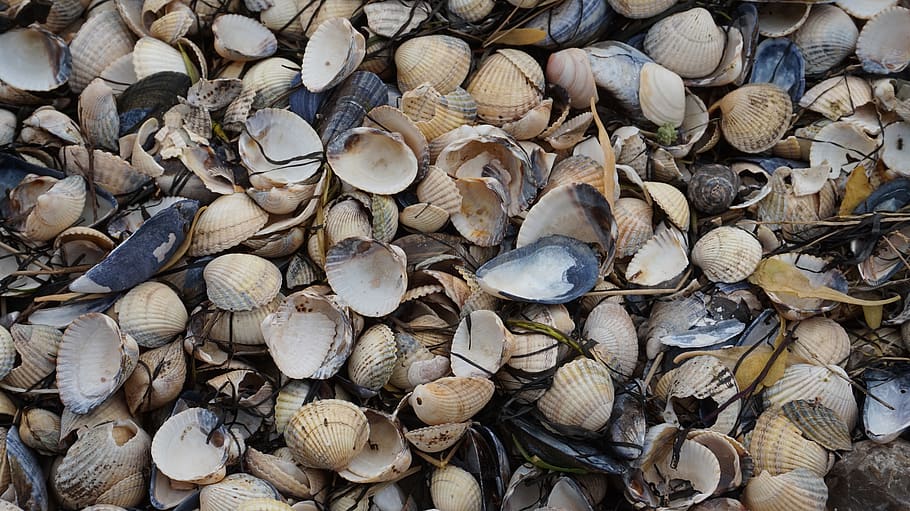 background, nature, mussels, mussel shells, full frame, large group of objects, backgrounds, abundance, shell, day