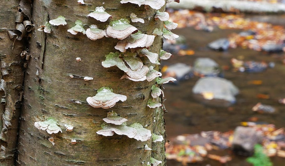 fungos, crescente, casca, árvore, córrego., imagens da floresta, fungo de árvore, fotos de fungos, fotos de cogumelos, diferentes tipos de cogumelos