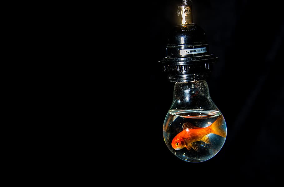 bulb, light, electricity, lighting, energy, idea, imagination, illumination, goldfish, captivity