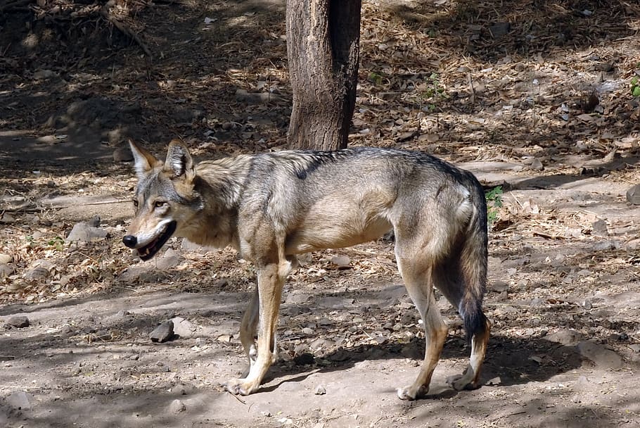 wolf, wildlife, indian wolf, canis lupus pallipes, canis indica, indian plains wolf, grey wolf, animal, fauna, mammal
