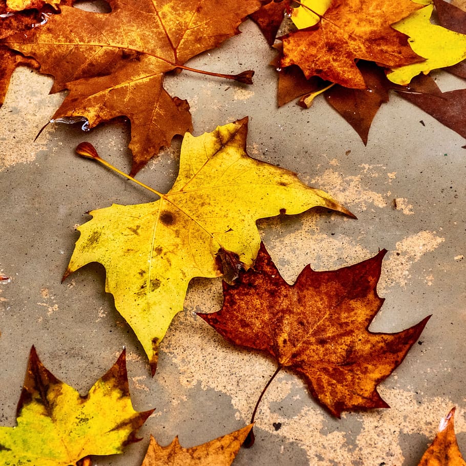 leaves, fallen, dead, autumn, foliage, yellow, brown, red, fall, nature