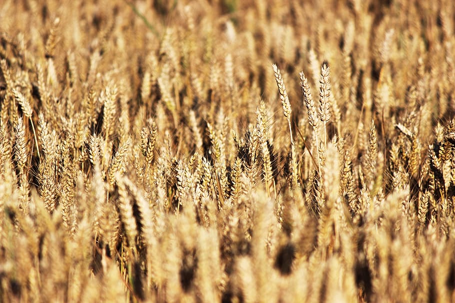 grain, wheat, field of wheat, wheatfield, denmark, agriculture, crop, selective focus, cereal plant, field