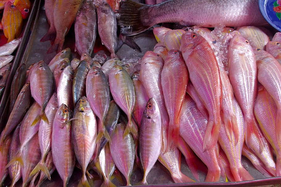 mercado de Tailandia, pescado, mariscos, lujo, negocio de pescado, pesca, vendedor ambulante, puesto en el mercado, alimentos y bebidas, alimentos