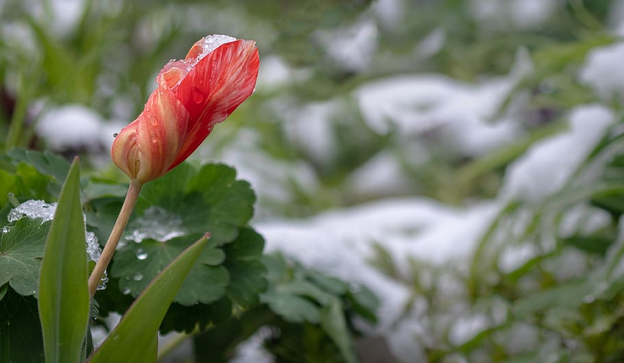 weather caper, spring, april, flowers, nature, blossom, bloom, garden, spring flowers, snow