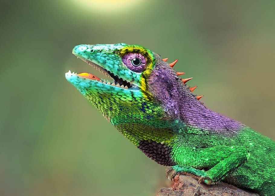camaleão, hirba, colorido, cor, natureza, trópico, animais tropicais, pantone, luz, fotos