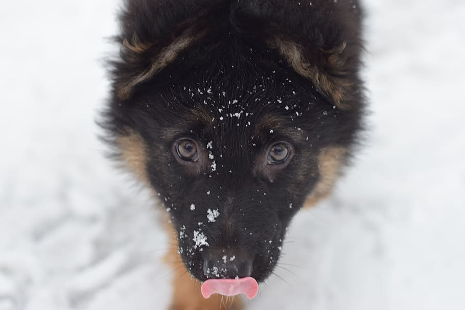 puppy, dog, german shepherd, breed, snow, winter, cold temperature, mammal, one animal, animal