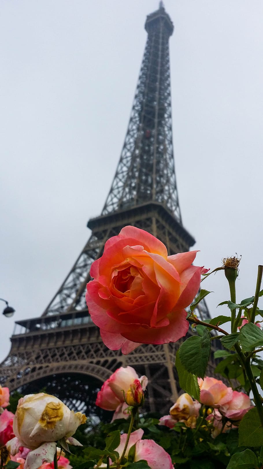 Роза эйфелева башня описание отзывы