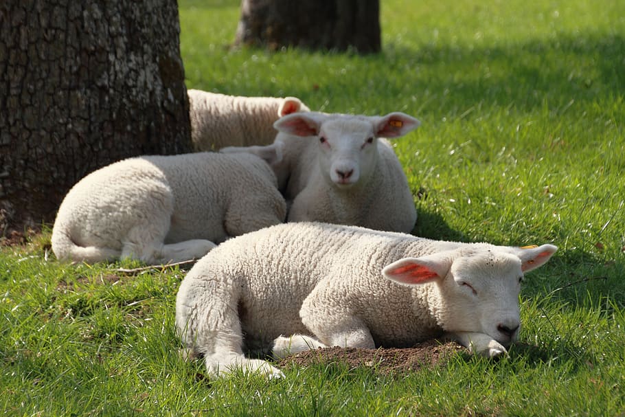 easter, lamb, cute, schäfchen, spring, nature, sheep, wool, pasture, meadow