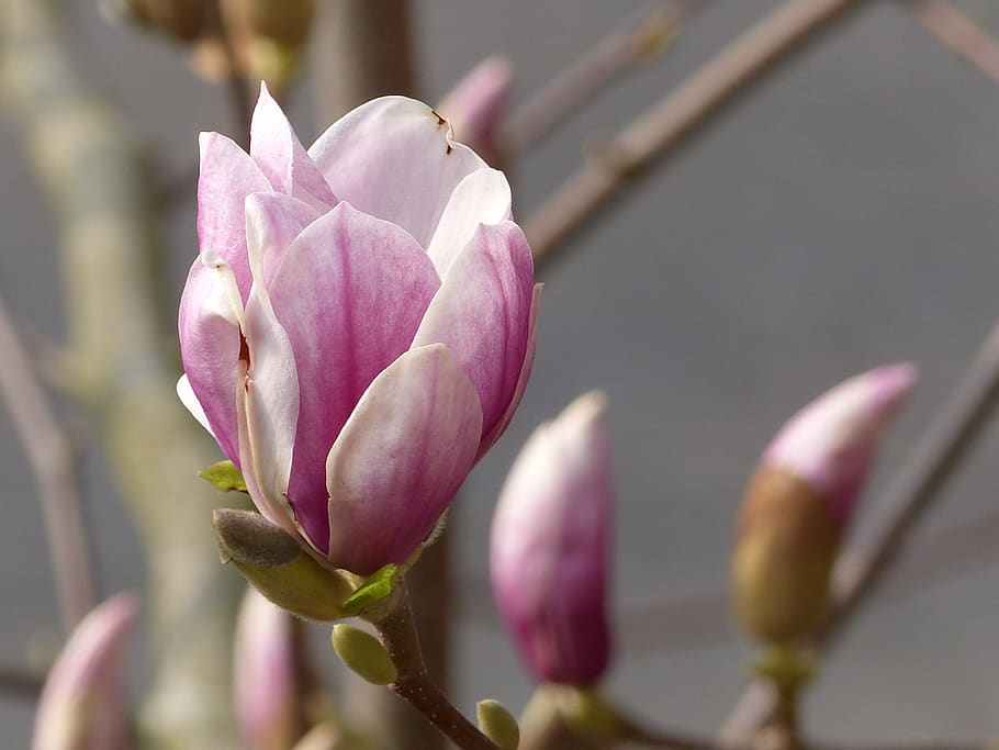 flor, magnolia, primavera, flor de magnolia, rosa, magnoliengewaechs,  frühlingsblüher, flores, jardín, naturaleza | Pxfuel