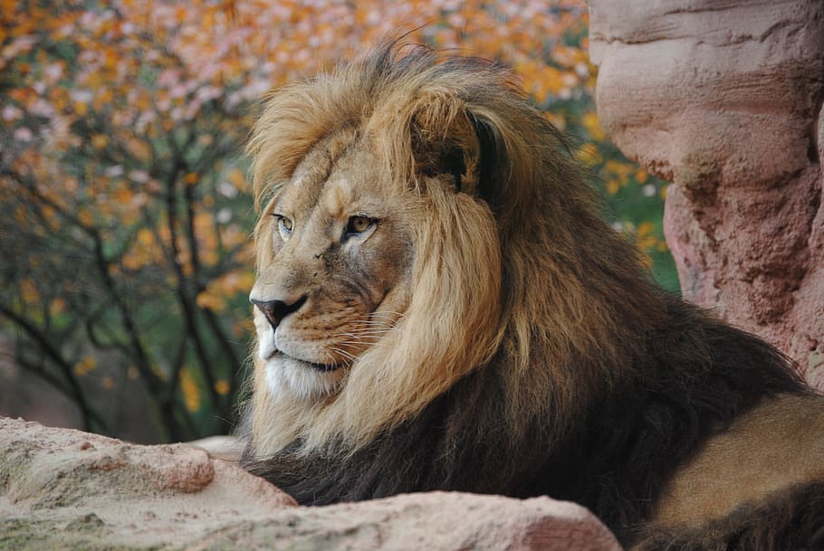 lion, r, wild animal, zoo, wild, predator, animals, animal wildlife, animal themes, animal