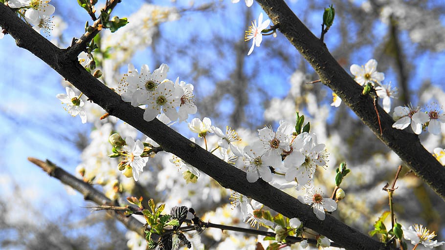 bunga, musim semi, estetika, pohon, wildwachsend, alam, mekar, putih, langit, biru